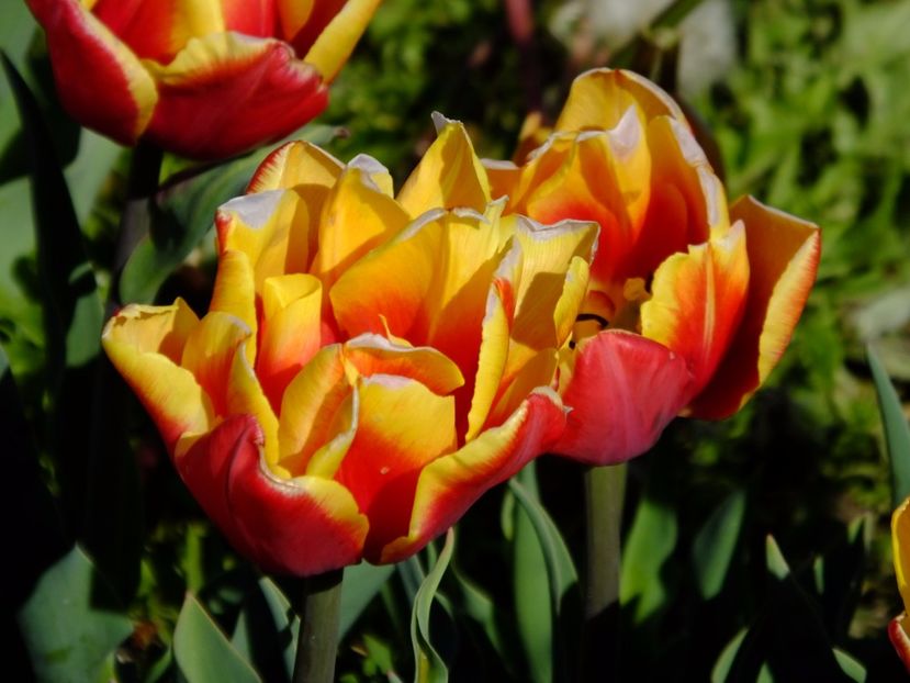  - 2017_04_Aprilie II