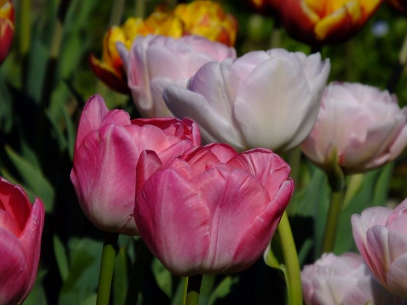  - 2017_04_Aprilie II