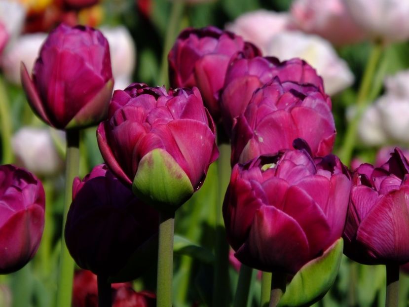  - 2017_04_Aprilie II