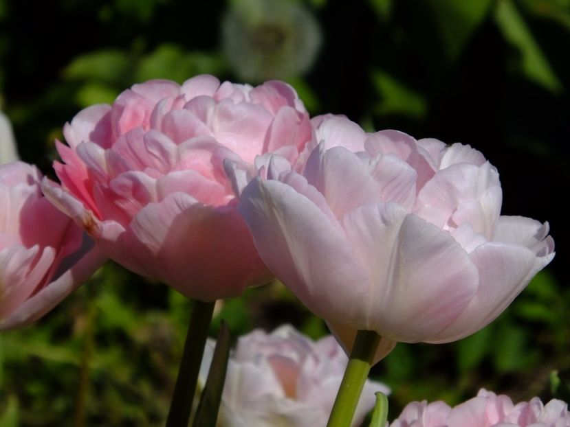  - 2017_04_Aprilie II