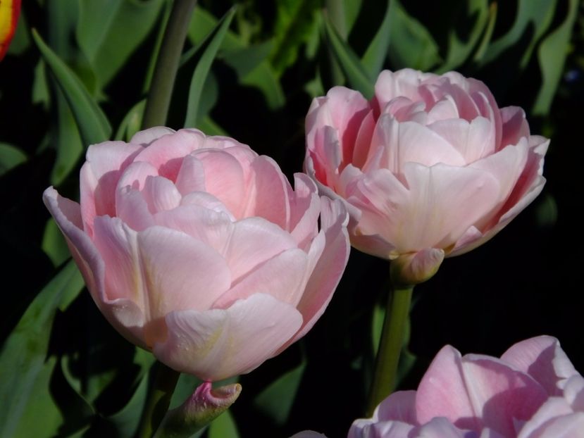  - 2017_04_Aprilie II