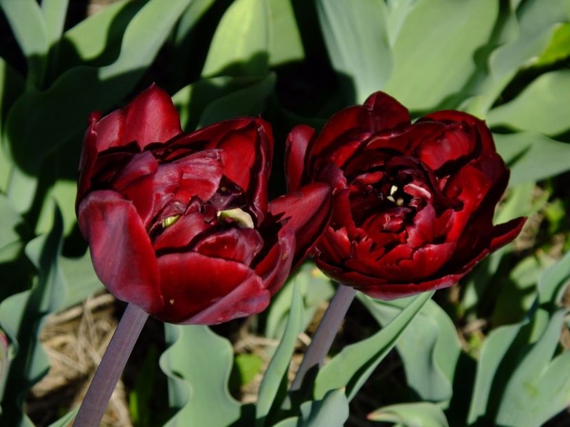  - 2017_04_Aprilie II