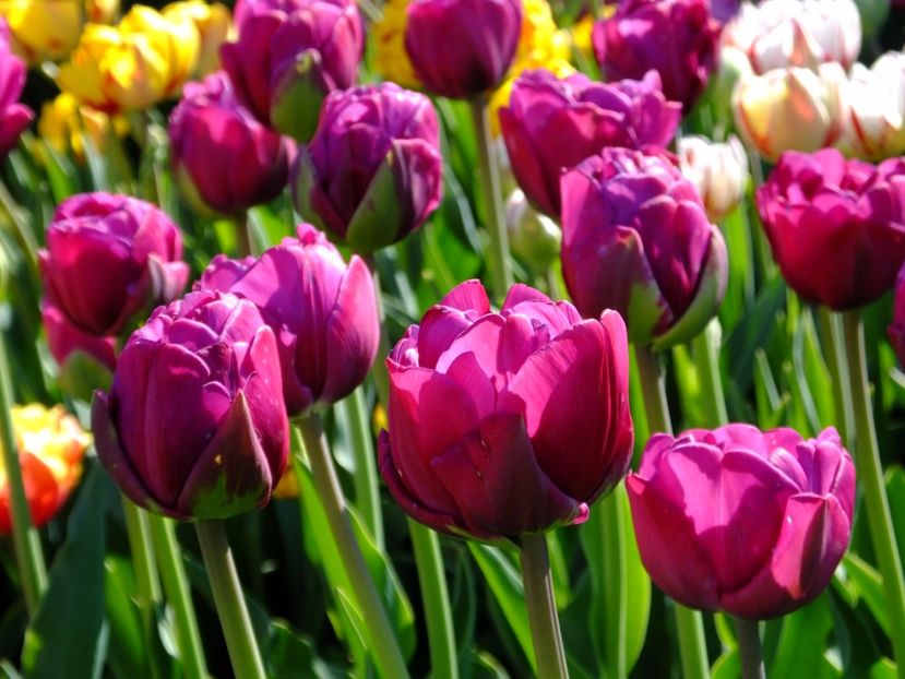  - 2017_04_Aprilie II