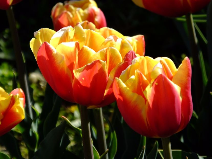  - 2017_04_Aprilie II