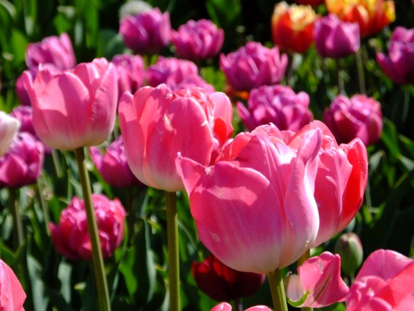  - 2017_04_Aprilie II