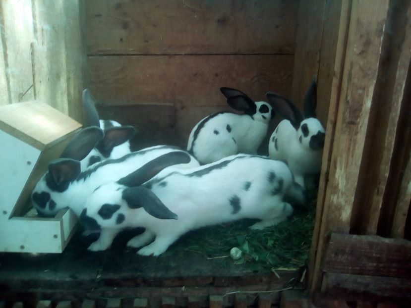 2 -IMG_20170730_104837 - Fluture din 2017