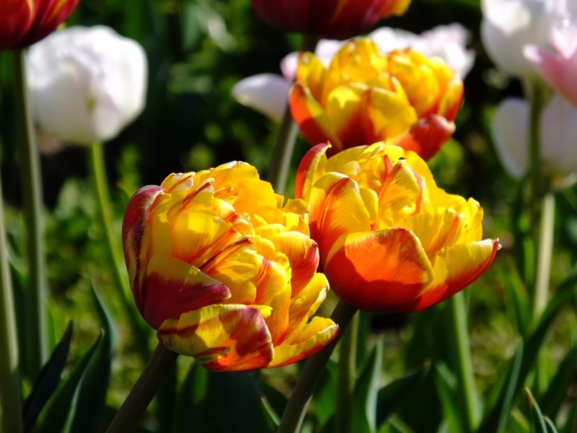  - 2017_04_Aprilie II