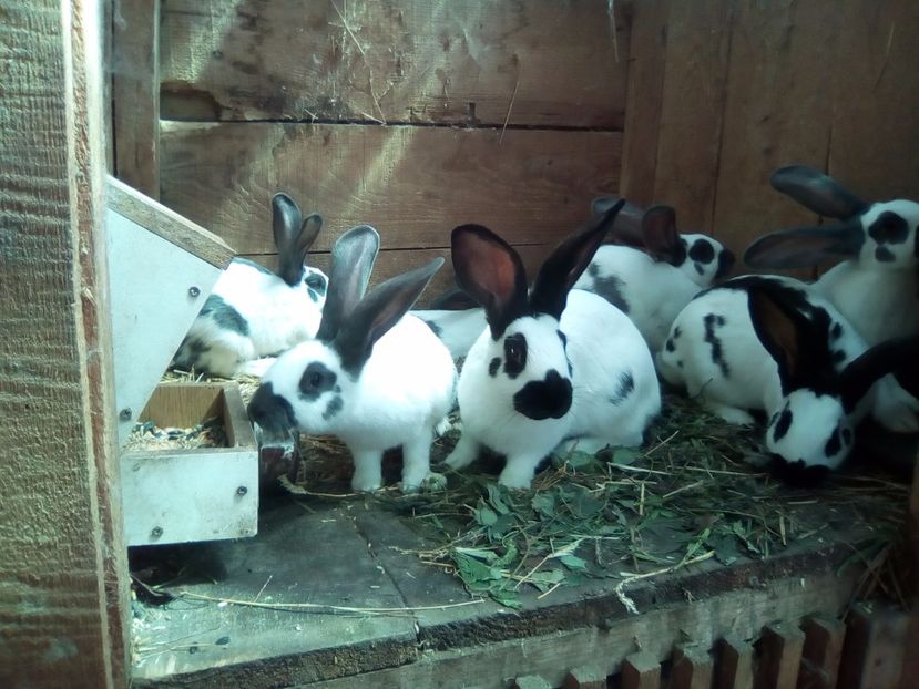 3 -IMG_20170730_114718 - Fluture din 2017