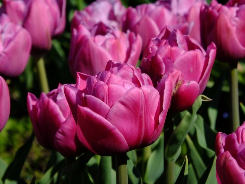  - 2017_04_Aprilie II