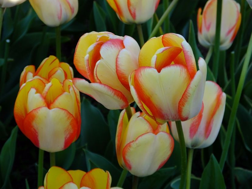  - 2017_04_Aprilie II