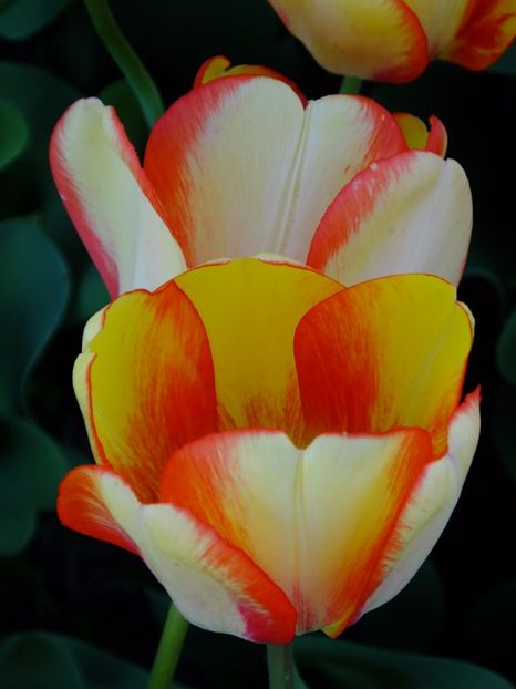  - 2017_04_Aprilie II