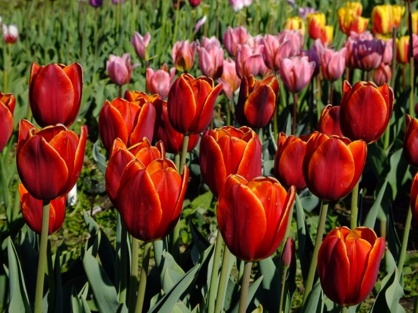  - 2017_04_Aprilie II