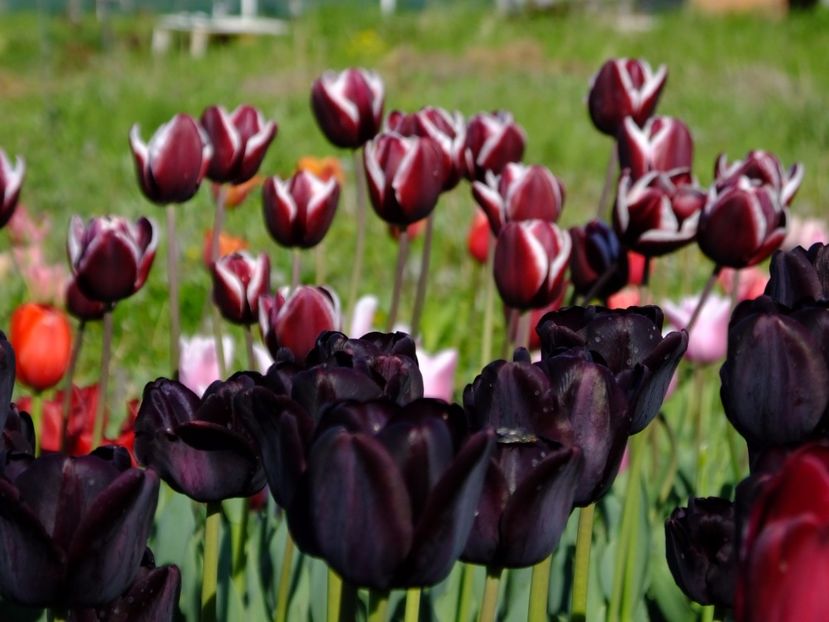  - 2017_04_Aprilie II