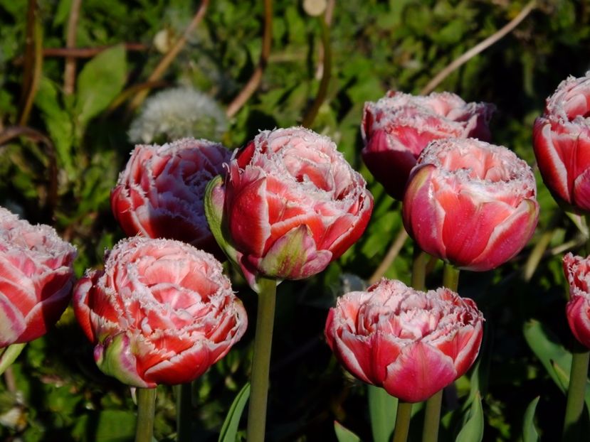  - 2017_04_Aprilie II