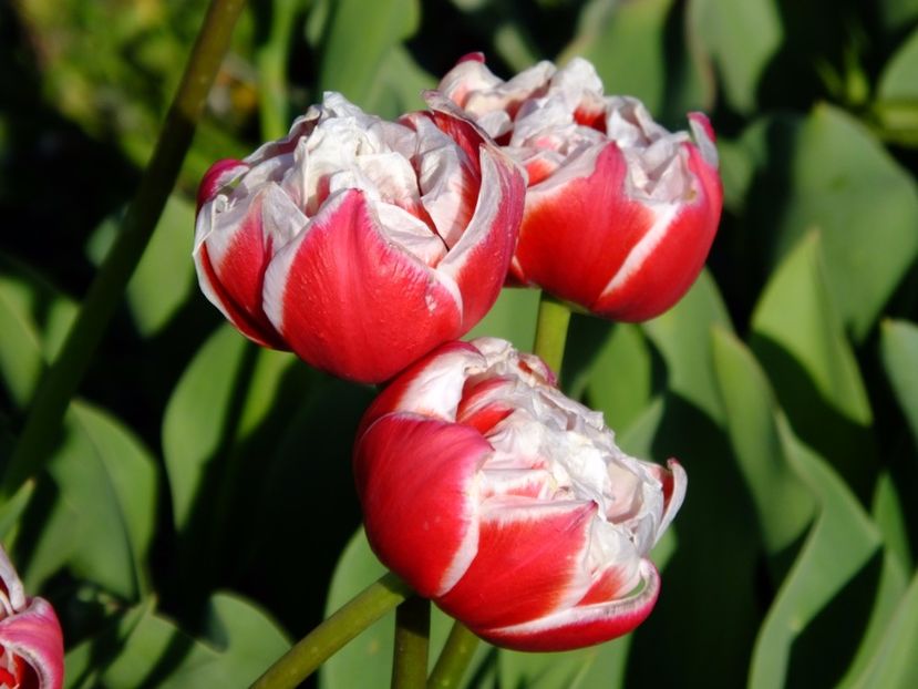  - 2017_04_Aprilie II