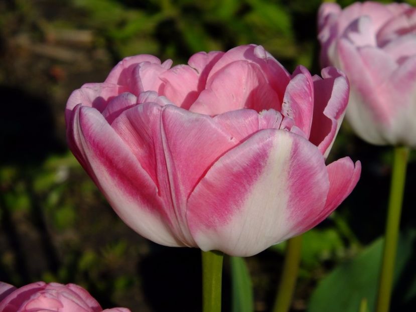  - 2017_04_Aprilie II