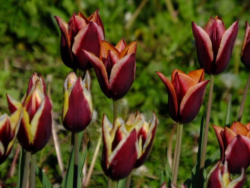  - 2017_04_Aprilie II