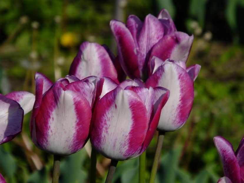  - 2017_04_Aprilie II