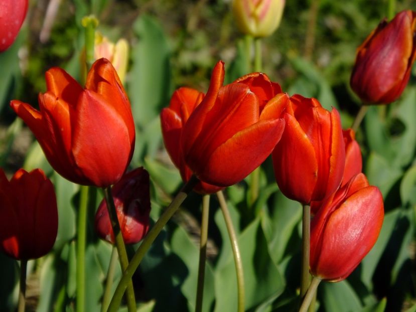  - 2017_04_Aprilie II