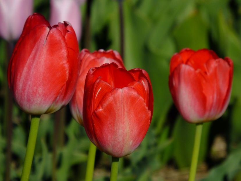  - 2017_04_Aprilie II