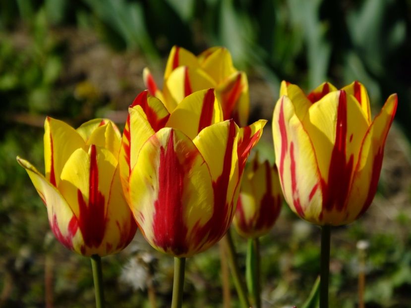  - 2017_04_Aprilie II