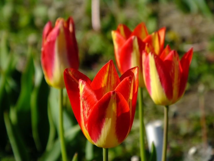  - 2017_04_Aprilie II