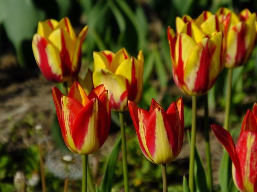  - 2017_04_Aprilie II