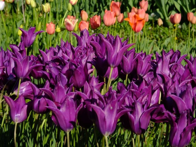  - 2017_04_Aprilie II