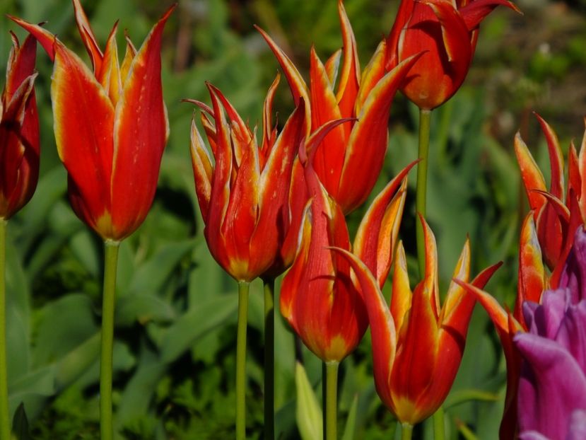  - 2017_04_Aprilie II