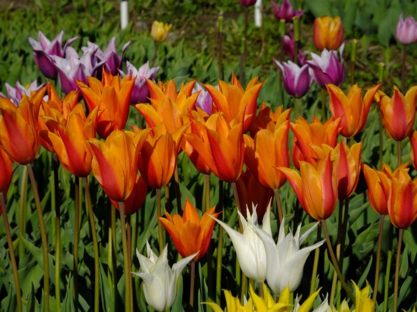  - 2017_04_Aprilie II