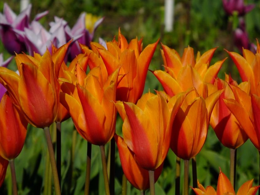  - 2017_04_Aprilie II