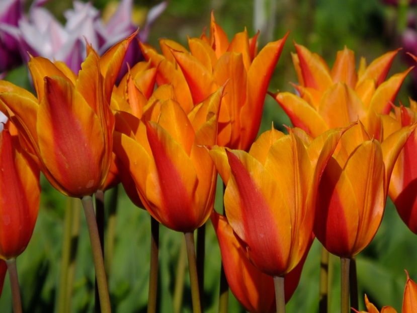  - 2017_04_Aprilie II