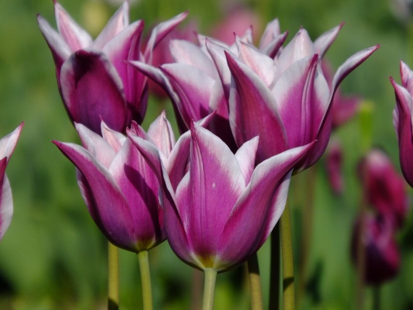  - 2017_04_Aprilie II