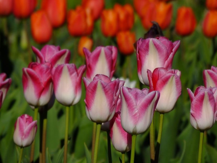  - 2017_04_Aprilie II