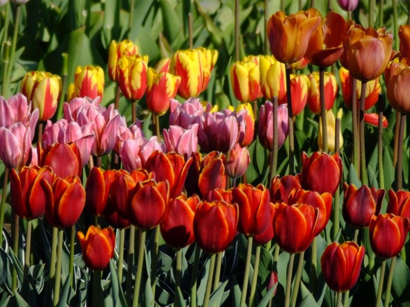  - 2017_04_Aprilie II