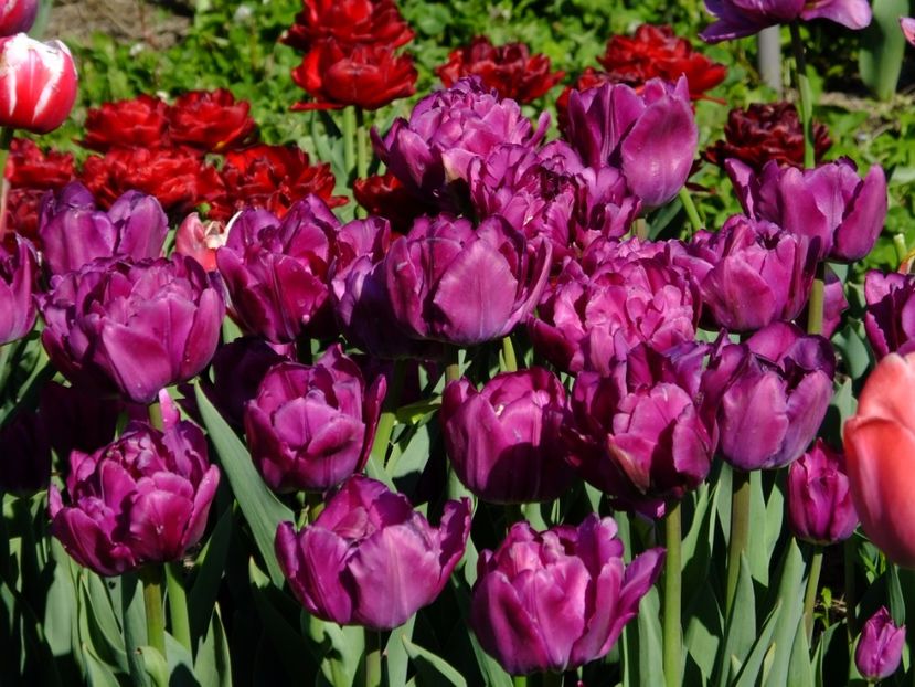  - 2017_04_Aprilie II