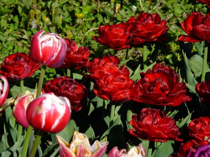  - 2017_04_Aprilie II