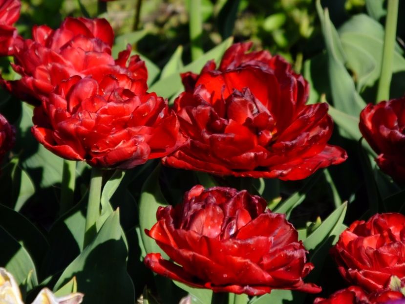  - 2017_04_Aprilie II