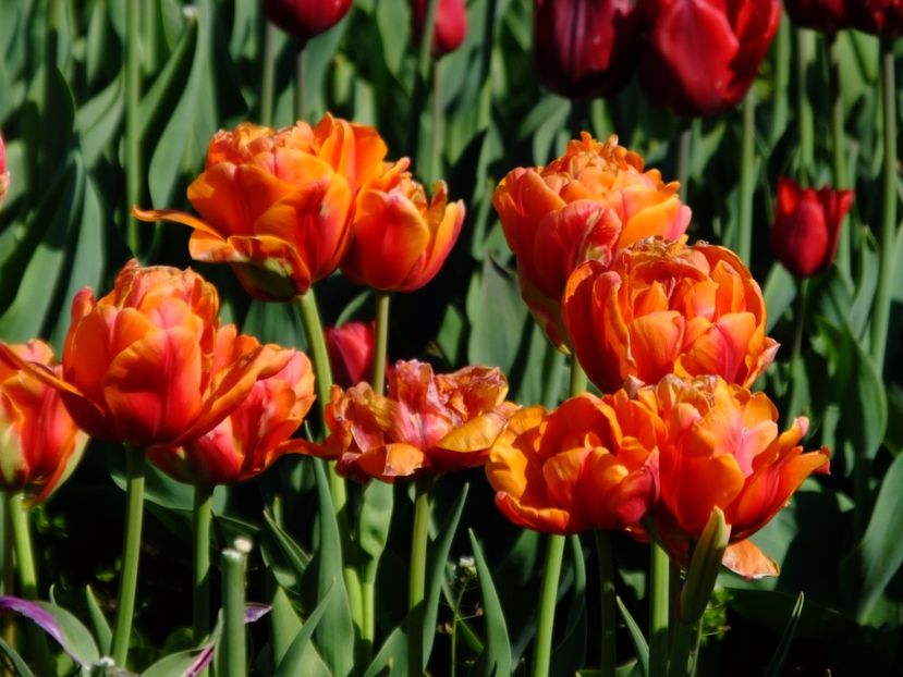  - 2017_04_Aprilie II