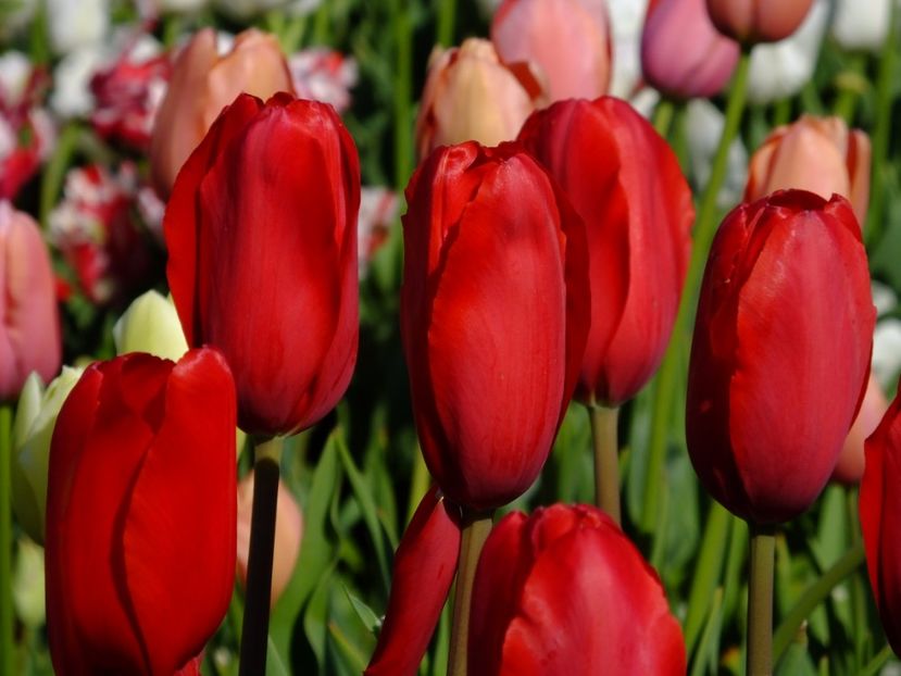  - 2017_04_Aprilie II