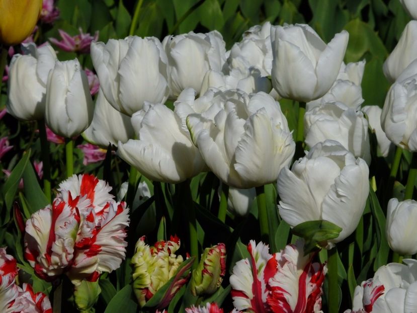  - 2017_04_Aprilie II