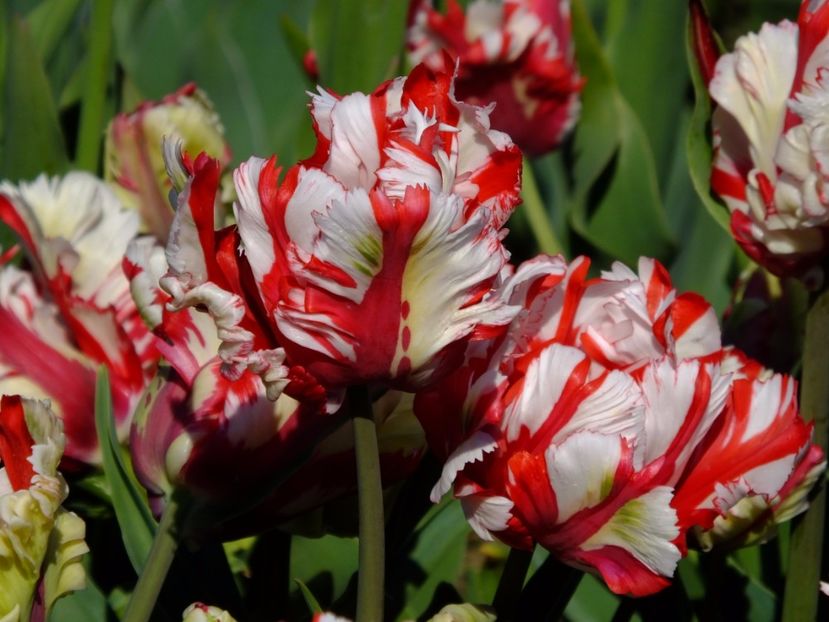  - 2017_04_Aprilie II