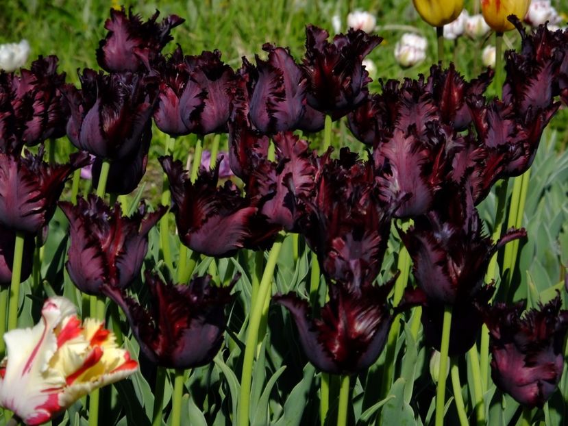  - 2017_04_Aprilie II