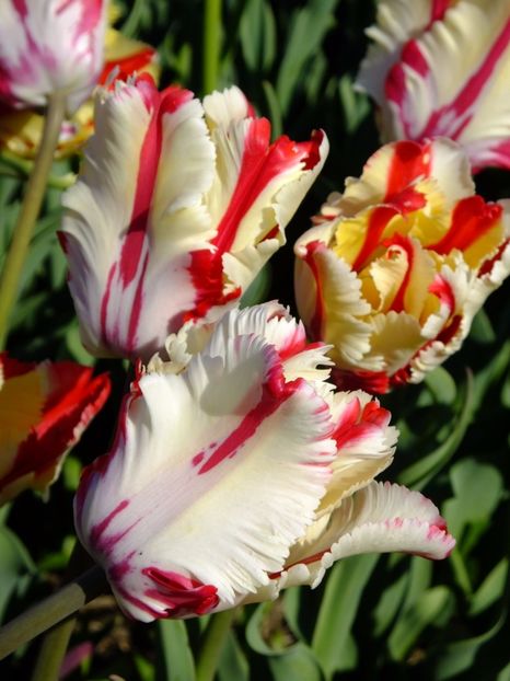  - 2017_04_Aprilie II