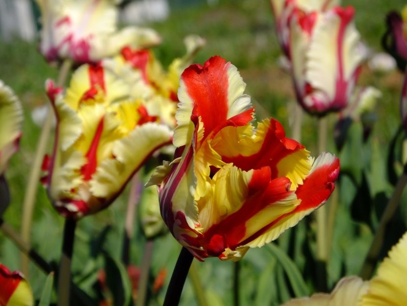  - 2017_04_Aprilie II