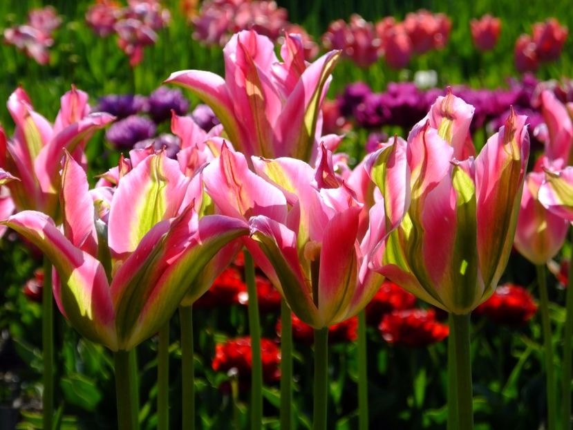  - 2017_04_Aprilie II