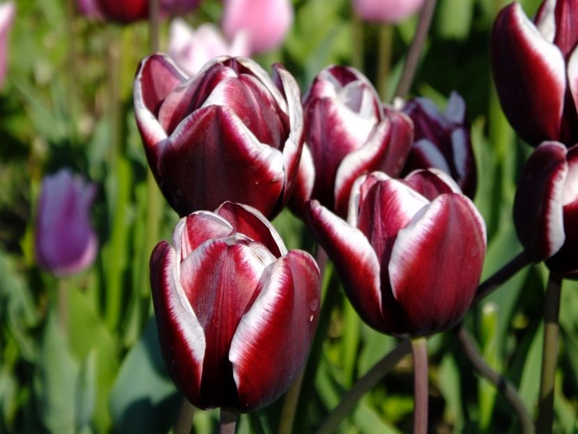  - 2017_04_Aprilie II