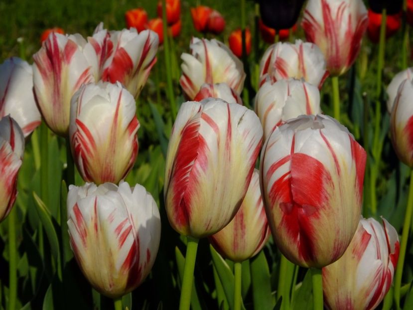  - 2017_04_Aprilie II