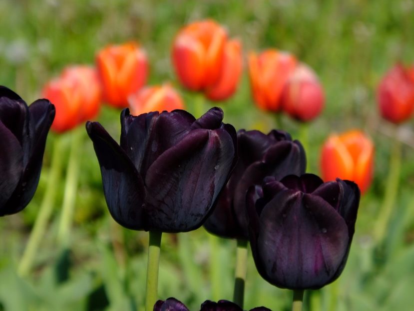  - 2017_04_Aprilie II