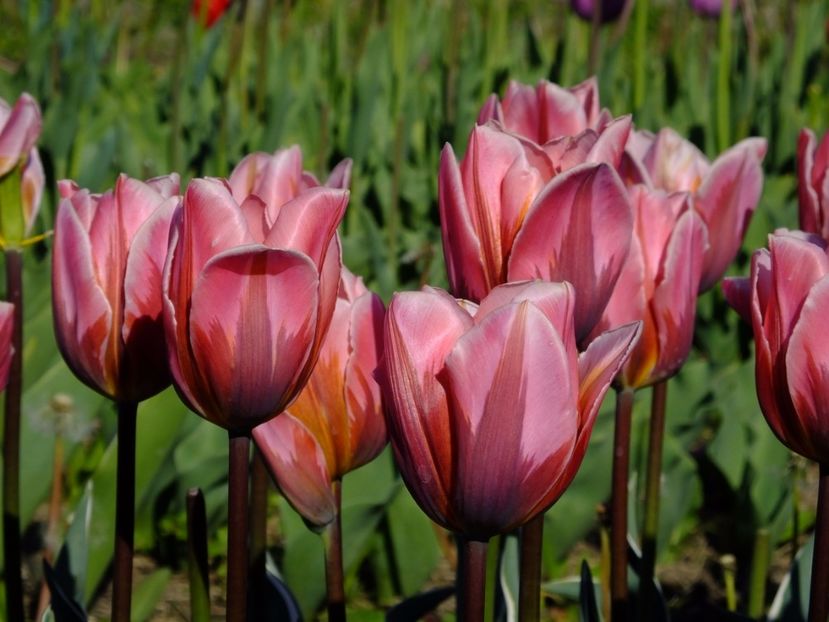  - 2017_04_Aprilie II